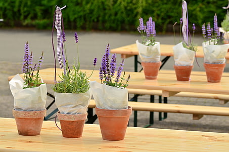 Lavendel, Blumentöpfe, Bier Zelt set, Dekoration, Garten, aus, Festival