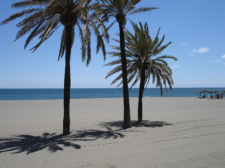 palmer, stranden, sjøen