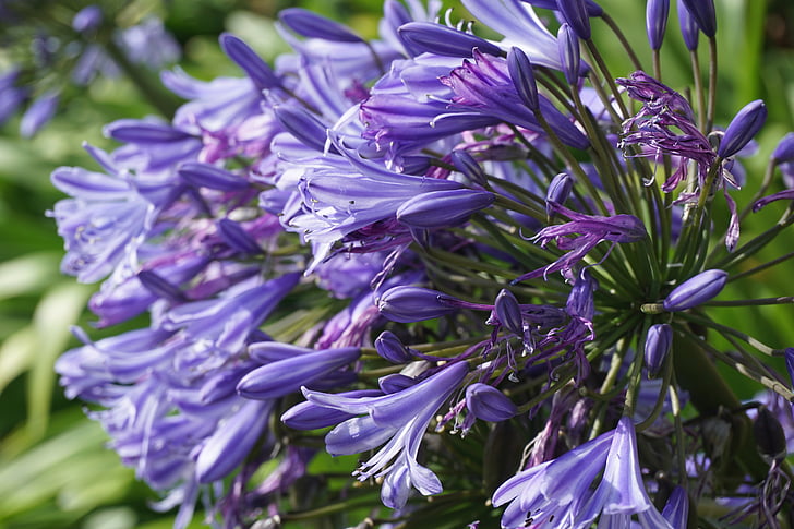 flowers, spring, spring flower, nature, plant, floral