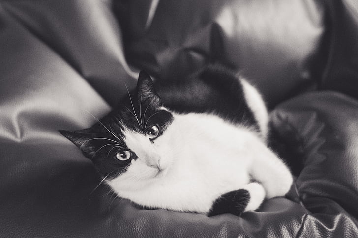 cat, kitten, tomcat, animals, black and white, coat, a young kitten