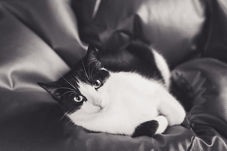 gato, gatito, Tomcat, animales, blanco y negro, capa, un gatito joven