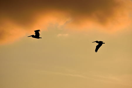 Sunset, Florida, linnud, lindude, flying Pelicans, taevas, Wildlife
