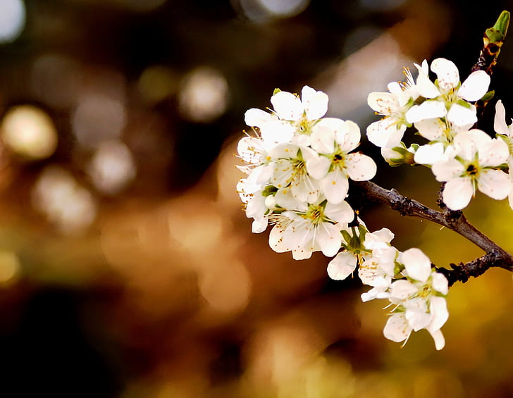 spring, flowers, white flowers, plum, garden, plant, flower