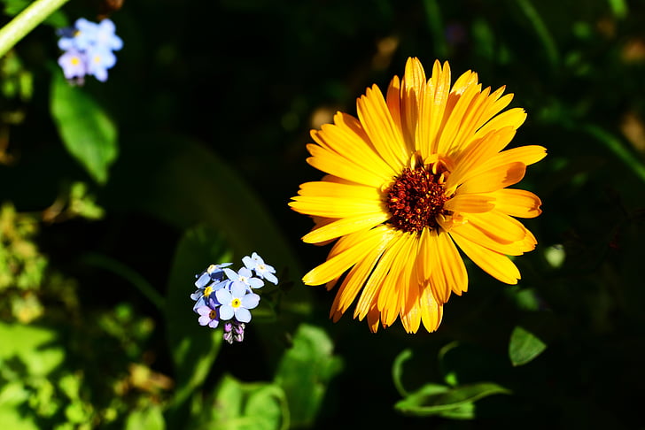 Marigold, Calendula, pot marigold, annuel, plante de bordure, fleur, orange