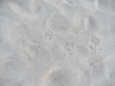 trace, traces, seagull trail, seagull, footprint, footprints, sand