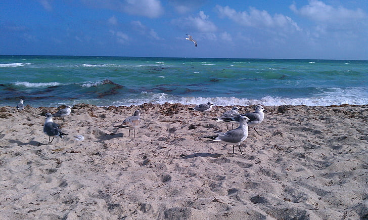 oceano, Atlântico, gaivotas, pássaro, areia, praia, mar