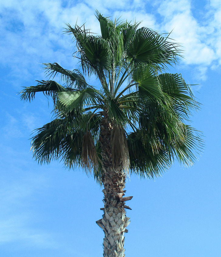 palmboom, natuur, hemel, strand, landschap, groen, boom