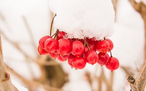 sneg, Rosi, blizu, hladno, bela, sadje, zasneženih