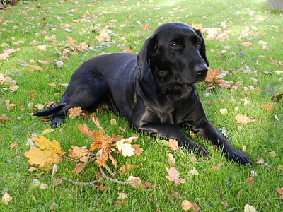 hond, Labrador, formel1, teef, zwart