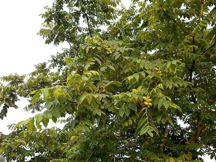 walnut trees, walnut, chopped walnuts, arboretum, blue fruit, nature, leaf