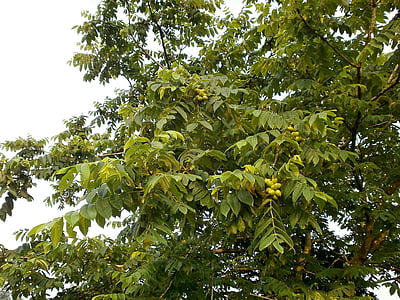 ořechové dřevo, ořech, sekané vlašské ořechy, Arboretum, modré plody, Příroda, list