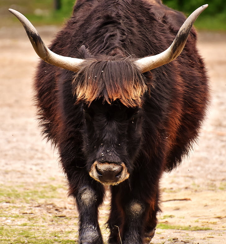 Oeros, rundvlees, vee, hoorns, wildlife fotografie, dierlijke portret, dier
