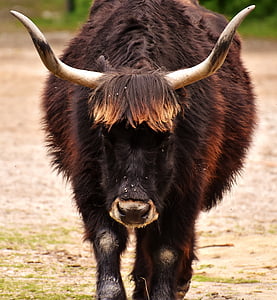divje bik, goveje meso, govedo, rogovi, Wildlife photography, živali portret, živali
