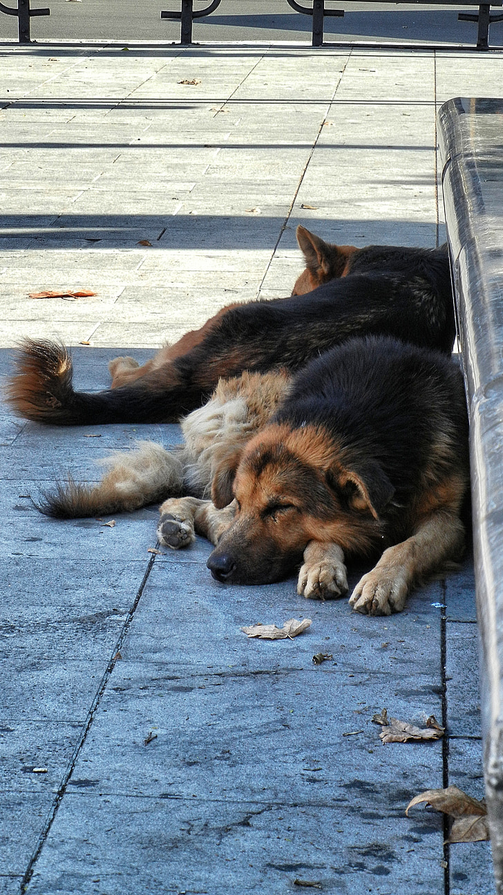 gos, son, animal, resta, dormitar, relaxar-se, sense sostre