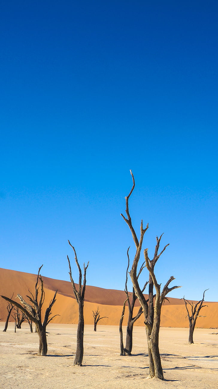 Foto, suché, dřevo, střední, Dezertí, Namibie, poušť