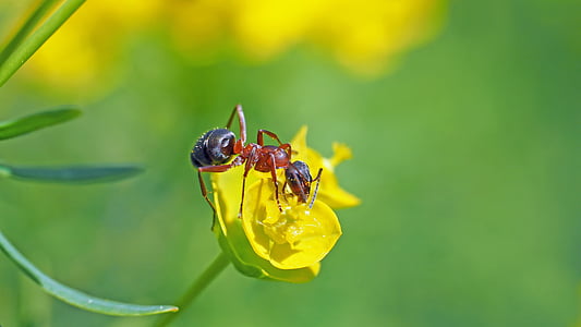 insektov, narave, živeti, čebela, živali, Povečava, poletje