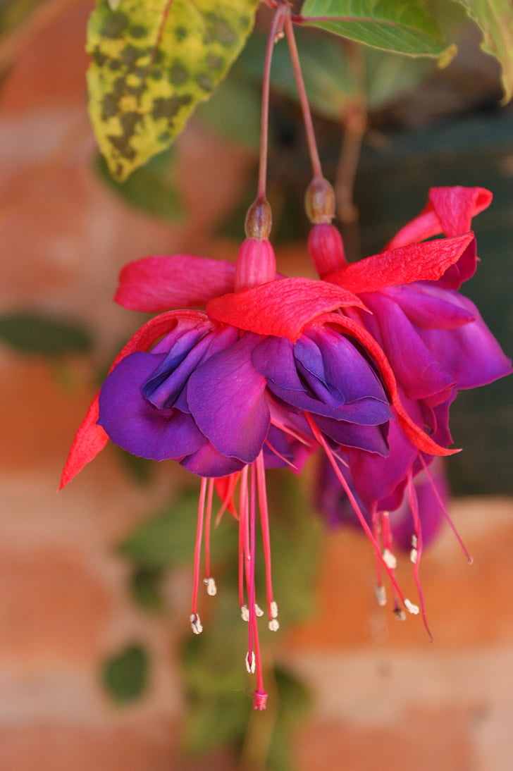 fuchsia, flowers, pink, purple, floral, spring, colorful