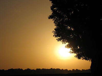 ukraine, tree, landscape, sunset