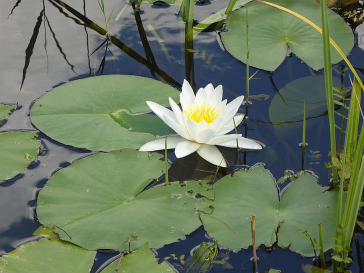 water lily, flowers, summer