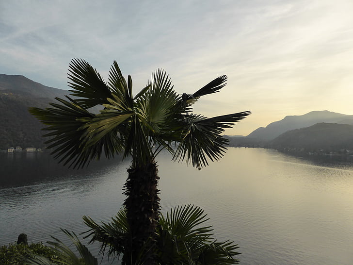 palm, sunset, water, evening sky, mountains, lake, ticino