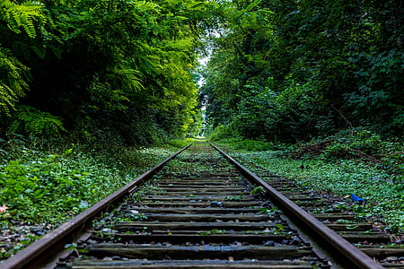 railways, middle, trees, daytime, green, grass, forest