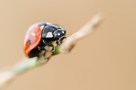 Ladybug, insekt, makro