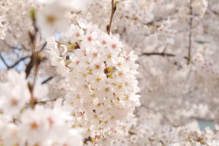 flowers, spring, spring flowers, plants, cherry flowers, sakura