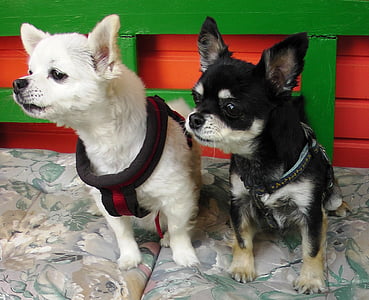 hunder, Chihuahua, par, knurring, avbarking