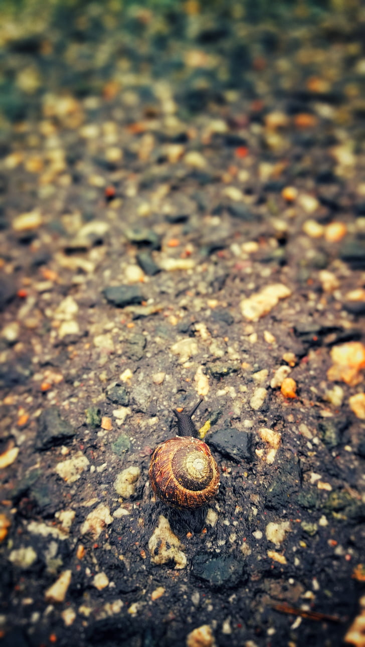 snail, rain, the land