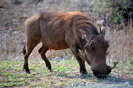 vårtsvin, Kruger park, Sydafrika, vilda djur, djur, naturen, djur i vilt