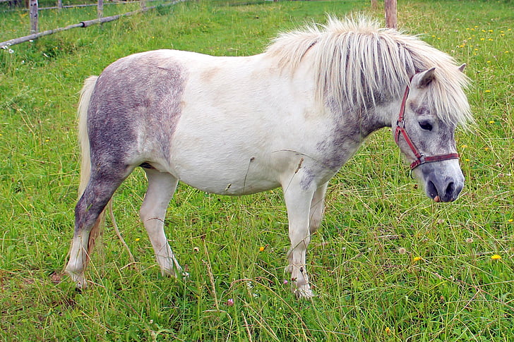 Pony, kůň, zvíře, jízda, pastviny, bílá, zvířata
