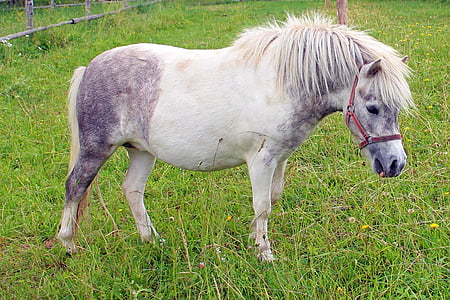pony, horse, animal, ride, pasture, white, animals