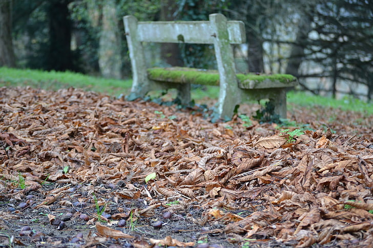 Jesenski list, jesen, lišće, tepih od lišća, Jesenski krajolik, lišće, mrtva lista