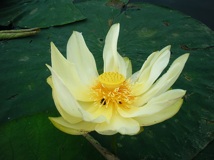 lotus, flower, water