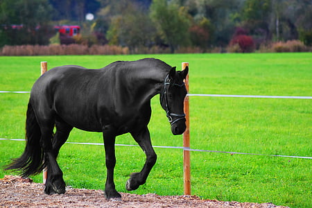 konj, živali, narave, prosto živeče živali, travnik
