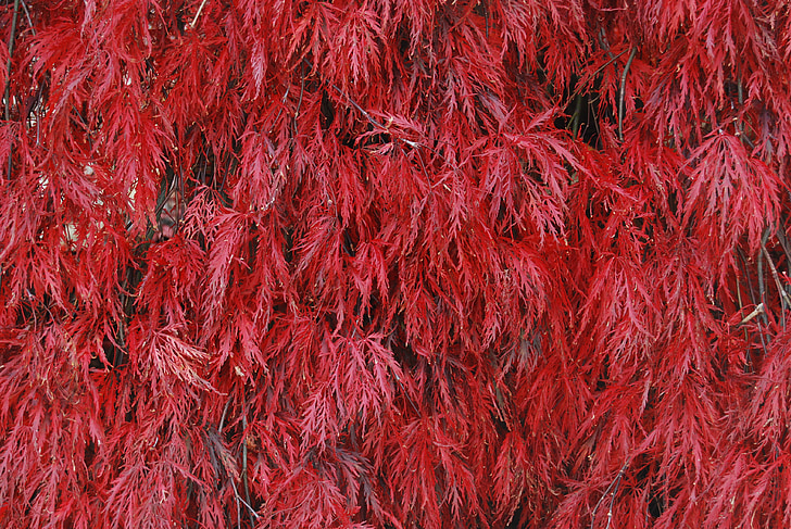 piros, bordó, Gesztenyebarna szín, színes, levél, levelek, japán