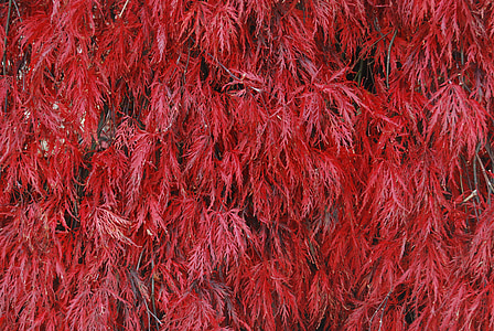 červená, Burgundy, gaštanová, farebné, Leaf, listy, japončina