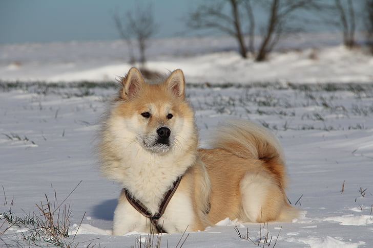 개, eurasians, 동물 사진, 애완 동물, 눈, 겨울, 모피