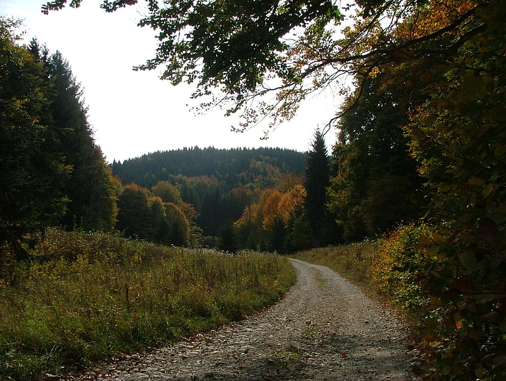 jesień, lasu, Natura, płaskowyż buk, Bukowa Góra, w godzinach popołudniowych, drzewo