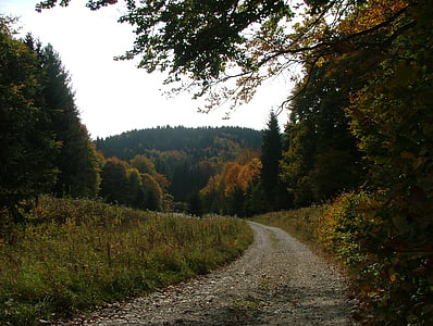 hösten, skogen, naturen, Beech platå, bokträdberg, på eftermiddagen, träd