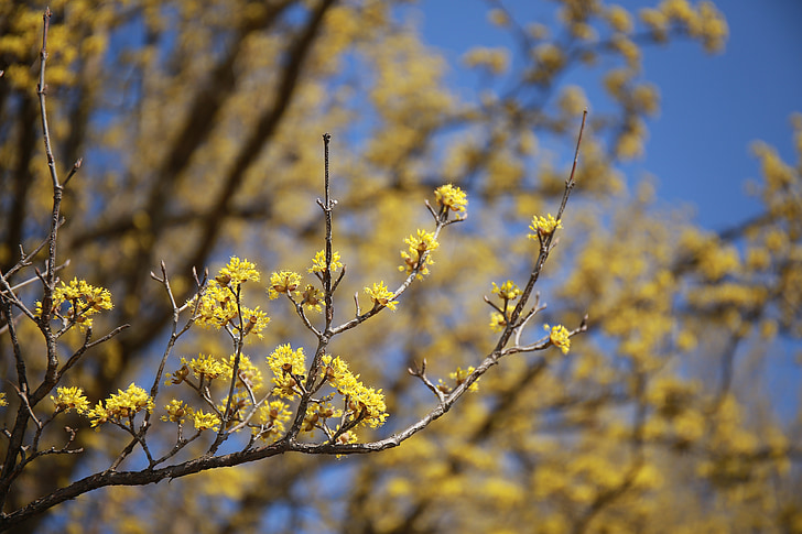 Cornus, fiori, natura, piante, giallo, primavera, fiore giallo