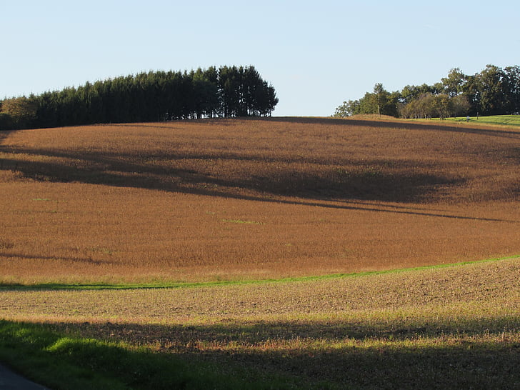 campos, paisaje, arable