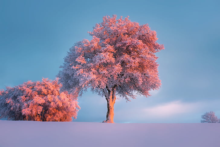 vinter, snö, Frost, rimfrosten, träd, landskap, natursköna