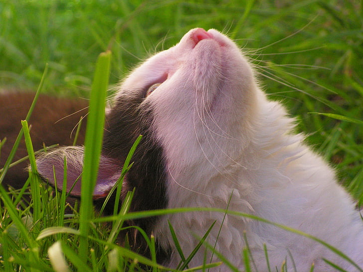 kačiukas, katė, juoda ir balta, plaukuotas, ant žolės, mielas, Snukutis