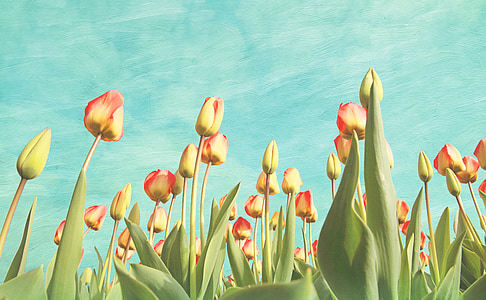 tulipany, kwiaty, wiosna, malarstwo, dzieła sztuki, Vintage, Kwiat pole