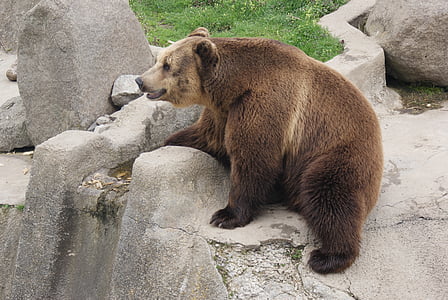 marrón, oso de, Parque zoológico, animal, salvaje