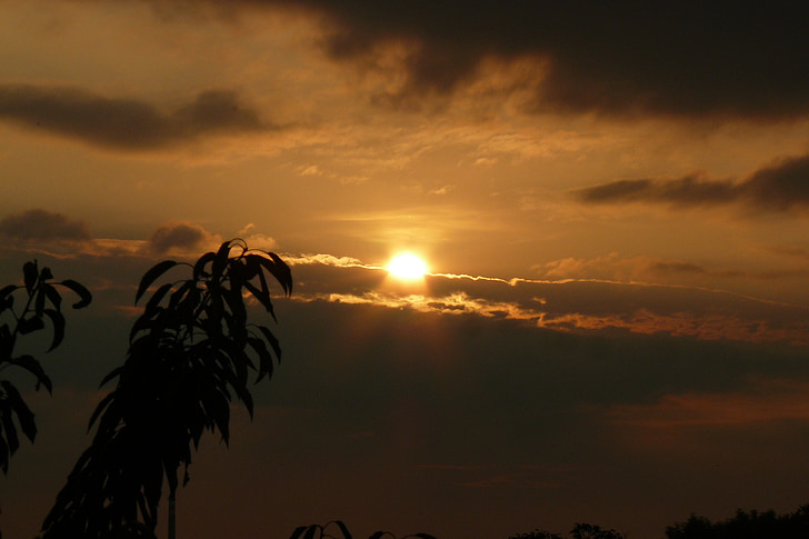 branch, sun, clouds