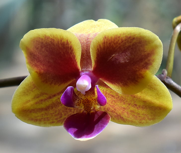 hybridní phalaenopsis, Phalaenopsis, orchidej, žlutá, růžová, fuchsiová, Hrnková rostlina