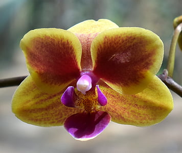 hybridné phalaenopsis, Phalaenopsis, orchidea, žltá, ružová, Fuchsia, kvetináč rastliny