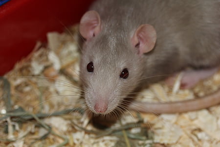 rato, roedor, comer, comida, curioso, animal, mamífero